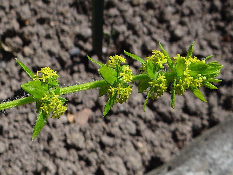 File:Cruciata laevipes a1.jpg