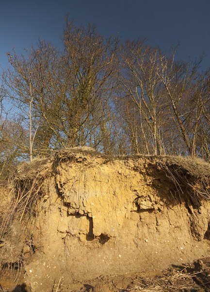 File:Crumbling cliff, North Ferriby - geograph.org.uk - 2749584.jpg