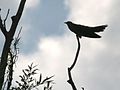 Cuckoo (Cuculus canorus) (4).jpg