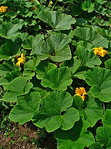 Cucurbita pepo Habitus