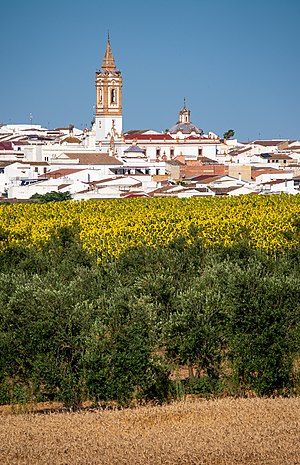 Cultivos de secano -- 2021 -- Rociana del Condado, España.jpg