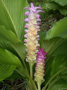 Curcuma domestica (curcuma longa), Sanctuaire de faune de Khao Soi Dao, Thaïlande