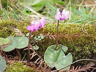 <center>Cyclamen coum</center>