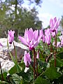 Cyclamen persicum, flor nacional de Israel; bosque de Estaol