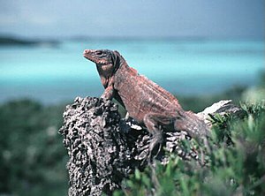 Cyclura Rileyi Nuchalis