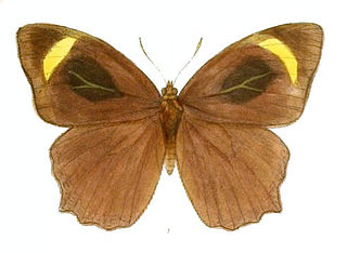 <i>Cyllogenes suradeva</i> Species of butterfly