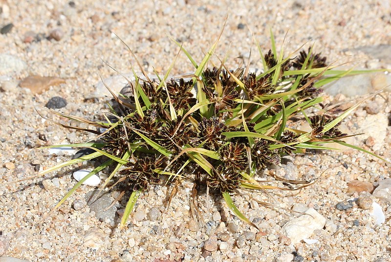 File:Cyperus fuscus plant (10).jpg