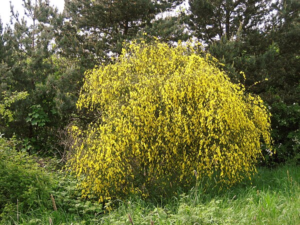 A broom shrub in flower