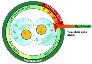 Cytokineze