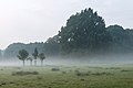 * Nomination Wildpark in morning fog, Dülmen, North Rhine-Westphalia, Germany --XRay 04:09, 15 January 2016 (UTC) * Promotion Good quality. --Johann Jaritz 04:11, 15 January 2016 (UTC)
