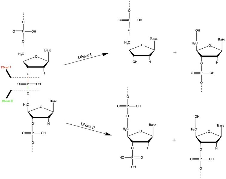 File:DNase MOA.jpg