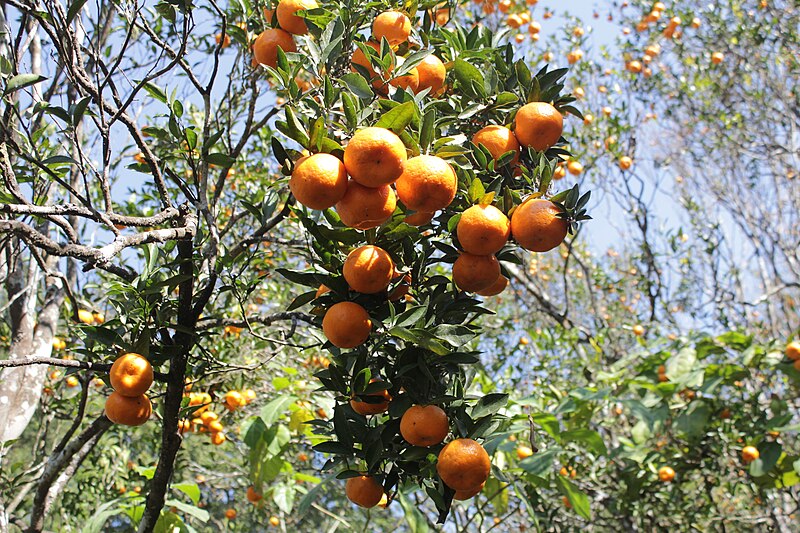 File:Dabapani Orange Bagicha.jpg