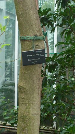 Dalbergia nigra Borke.jpg