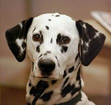 The Dalmatian's coat is one of the more widely recognized markings. Dalmatian b 01.jpg