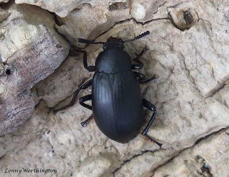 File:Darkling Beetle Tenebrionidae (16096677140).jpg