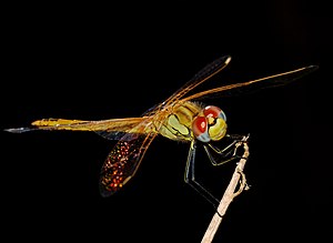 Red-veined darter