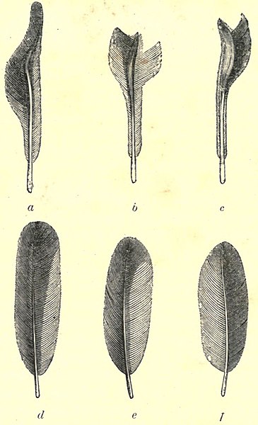 File:Darwin - La Descendance de l homme, 1881, page 416.jpg