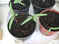 Datura stramonium seedling 7th day