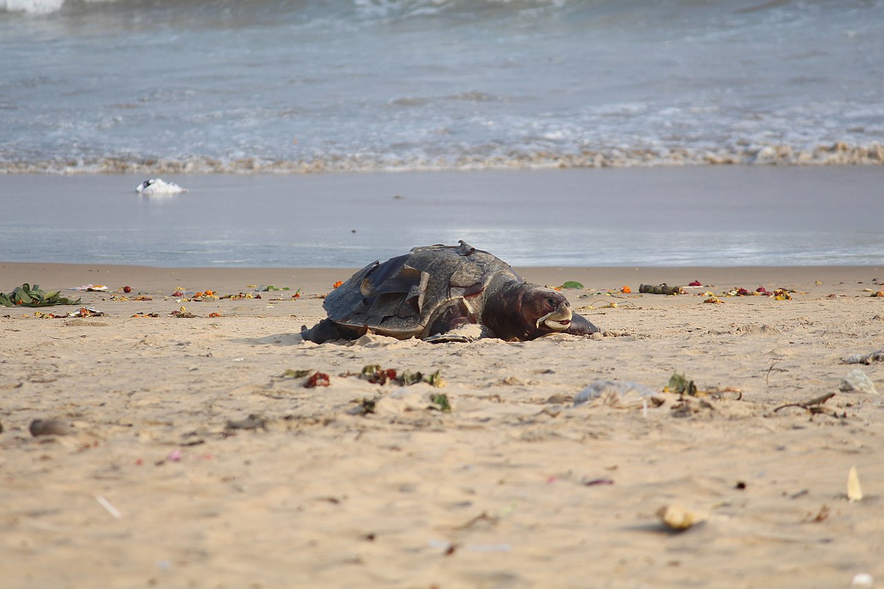 dead turtle on beach