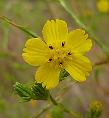 Deinandra-fasciculata-flower.jpeg