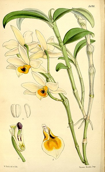 File:Dendrobium aphrodite (as Dendrobium nodatum) - Curtis' 90 (Ser. 3 no. 20) pl. 5470 (1864).jpg