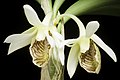 Dendrobium spurium