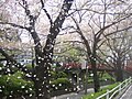 La saison des cerisiers en fleurs à Den-en-chōfu