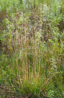 <i>Deschampsia cespitosa</i> Species of flowering plant