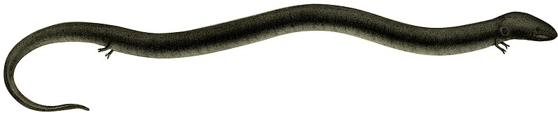 File:Descriptiones et icones amphibiorum (Amphiuma means).jpg