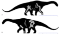 Diamantinasaurus skeletal diagram