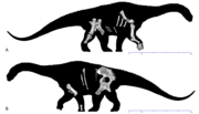 Thumbnail for File:Diamantinasaurus skeletals.png