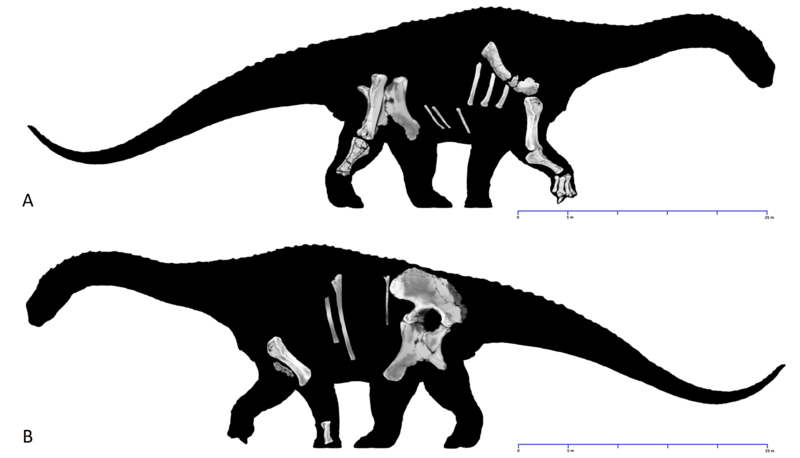 File:Diamantinasaurus skeletals.png