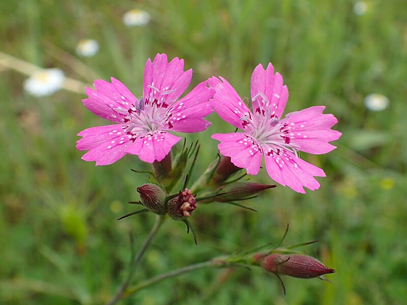 File:Dianthus armeria kz14.jpg