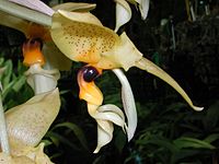 Stanhopea greeri