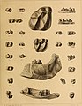 Die Säugetiere des schweizerischen Eocaens - critischer Catalog der Materialien (1903) (20760020929).jpg
