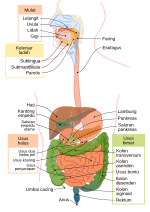 Gambar mini seharga Sistem pencernaan