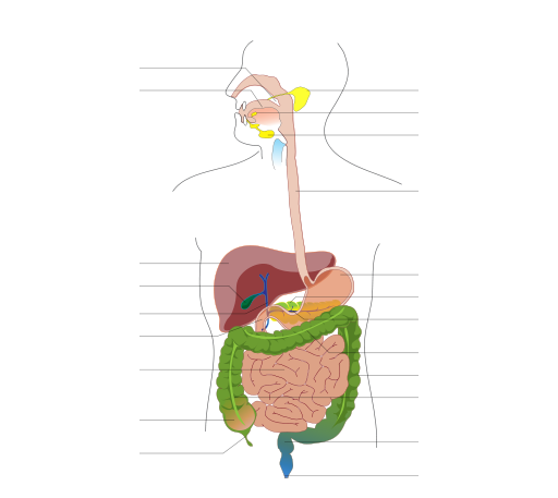 Digestive system diagram no labels arrows
