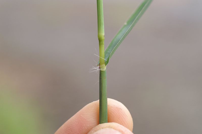 File:Digitaria sanguinalis collar2 (6971302460).jpg