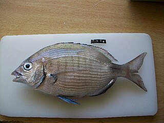 <i>Diplodus capensis</i> Species of fish