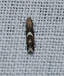 Diploschizia impigritella - Sarı Nutsedge Güve (14055481598) .jpg