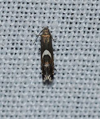 <i>Diploschizia impigritella</i> Species of moth