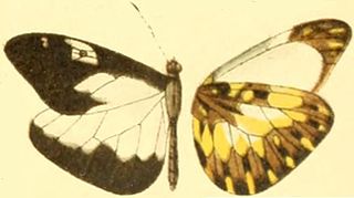 <i>Dismorphia lygdamis</i> Species of butterfly