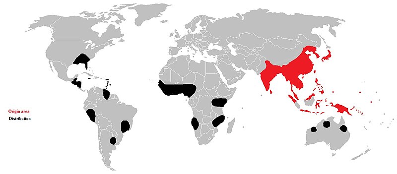 File:Distribution of Pueraria phaseoloides.jpg