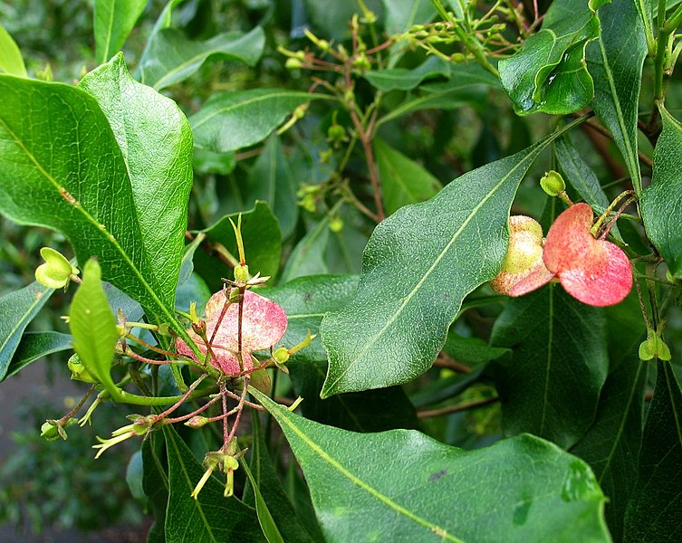 File:Dodonaea viscosa (5187412747).jpg