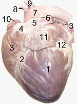 Vorschaubild für Truncus pulmonalis