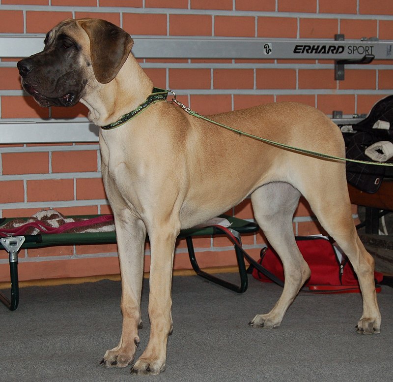 merlequin great dane puppy