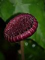 Dorstenia nervosa, infloresko