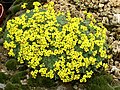 Vignette pour Draba yunnanensis