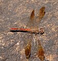 Dragonfly Diplacodes haematodes f Mareeba130404-4583.jpg