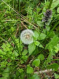 Thumbnail for File:Early dandelion clock - geograph.org.uk - 6452750.jpg